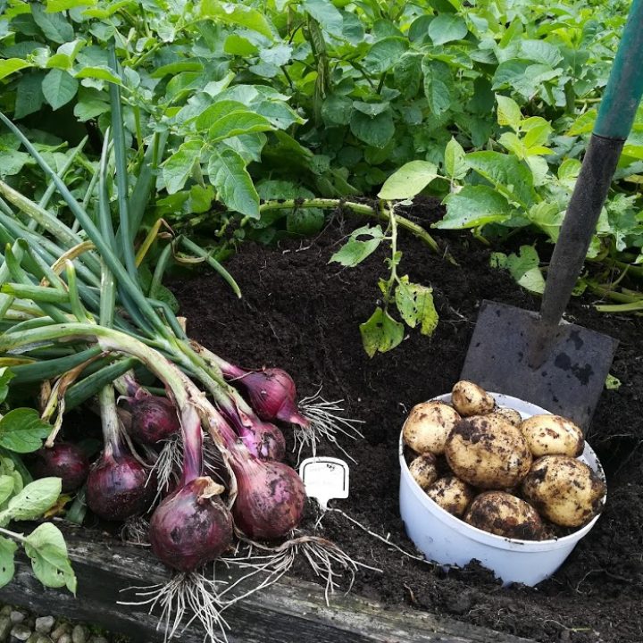 spuds onions harvest